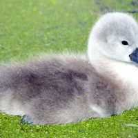 How to keep pride from defeating your project